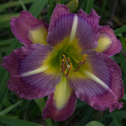 Mardi Gras Madness Daylily
